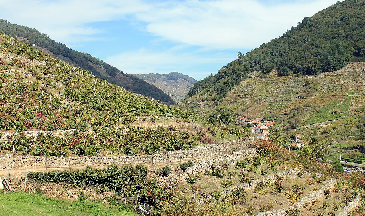 Viñedos en terrazas sobre el Miño en Belesar, Chantada